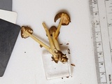 Inocephalus lagenicystis image
