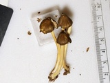 Inocephalus lagenicystis image