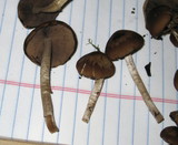 Psathyrella piluliformis image