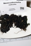 Neocudoniella radicella image