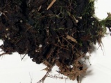 Neocudoniella radicella image