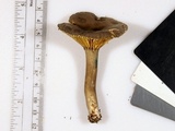 Lactarius gerardii image