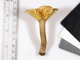 Lactarius gerardii image