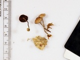 Psilocybe phyllogena image