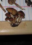 Psathyrella piluliformis image