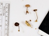 Psilocybe phyllogena image