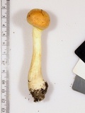 Amanita wellsii image