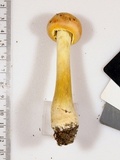 Amanita wellsii image