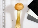 Amanita wellsii image
