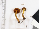 Cortinarius malicorius image