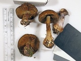 Cortinarius scaurus image