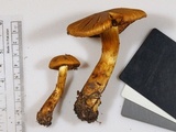 Cortinarius tofaceus image