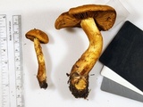 Cortinarius tofaceus image