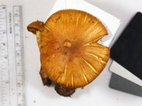 Cortinarius tofaceus image