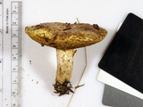Suillus subaureus image