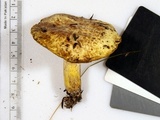 Suillus subaureus image
