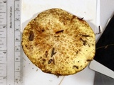 Suillus subaureus image
