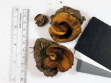 Peziza varia image