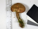 Boletus pallidus image