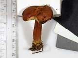 Imleria badia image