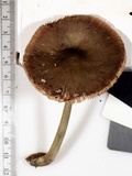 Pluteus americanus image
