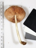 Pluteus americanus image