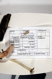 Pluteus americanus image