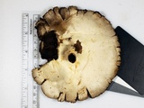 Agaricus reducibulbus image