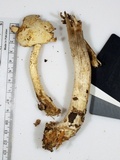 Agaricus reducibulbus image