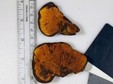 Pseudomerulius curtisii image