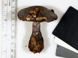 Cortinarius velicopia image