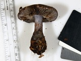 Cortinarius velicopia image
