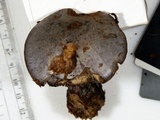 Cortinarius velicopia image