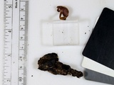 Mycena rutilantiformis image