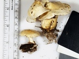 Clitocybe truncicola image