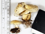 Clitocybe truncicola image