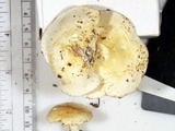Clitocybe truncicola image