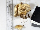 Clitocybe truncicola image