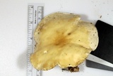 Clitocybe truncicola image