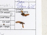 Ophiocordyceps variabilis image