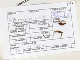 Ophiocordyceps variabilis image