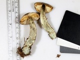 Leccinum variicolor image