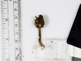 Helvella atra image