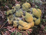 Fuligo septica image