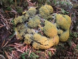 Fuligo septica image