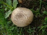 Agaricus cupreobrunneus image