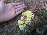 Fuligo septica image