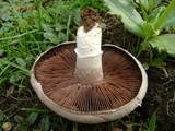 Agaricus cupreobrunneus image