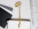 Lepiota clypeolaria image