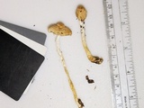 Lepiota clypeolaria image